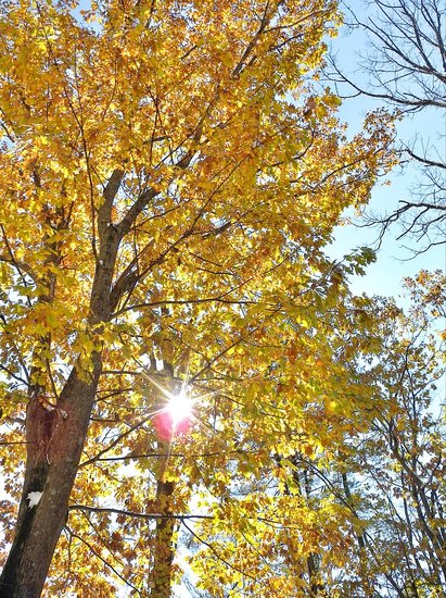 Fall leaves in the Catskills